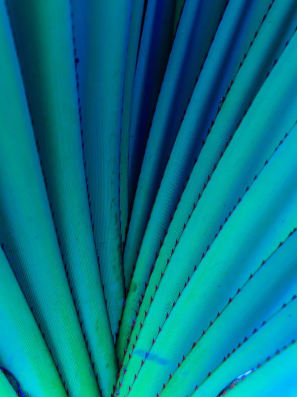 NATUREZA EM AZUL_EM