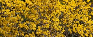 PANORÂMICA IPÊ AMARELO