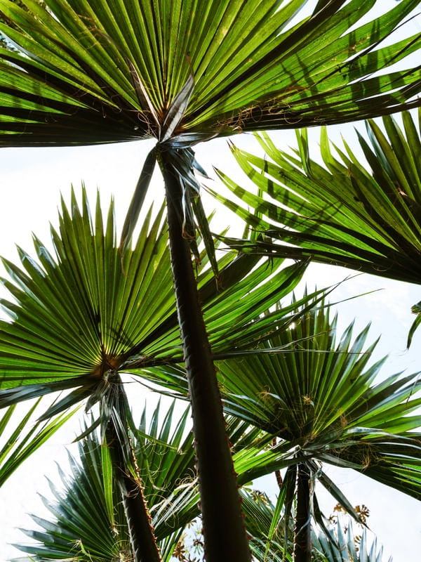 FLORESTA DE PALMEIRAS_2