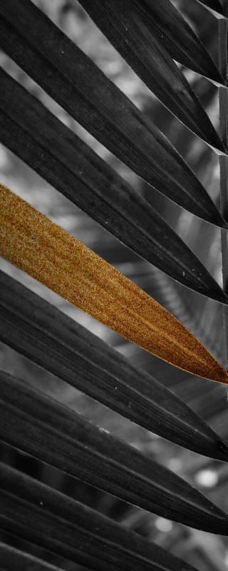 PALMEIRA DÍPTICO 01