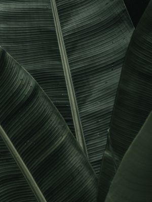 FOLHAS TROPICAIS VERDES IV