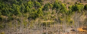 ÁRVORES VERTICAIS NA ESTRADA