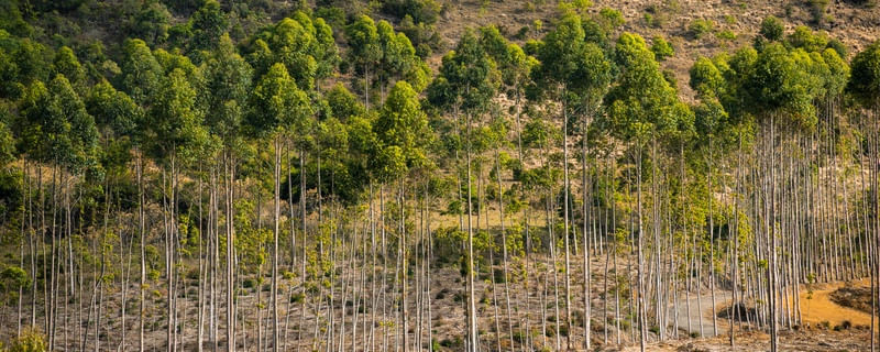 ÁRVORES VERTICAIS NA ESTRADA
