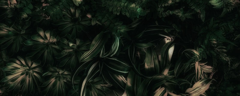 FOLHAS TROPICAIS VERDES XVIII