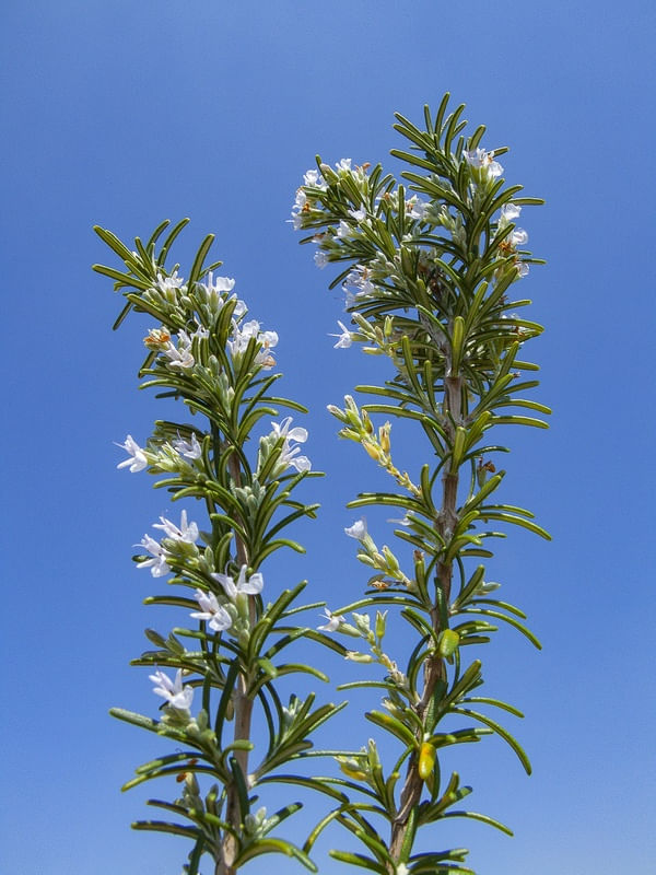 FLOR DE ALECRIM 4