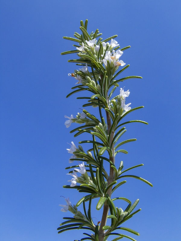 FLOR DE ALECRIM 5