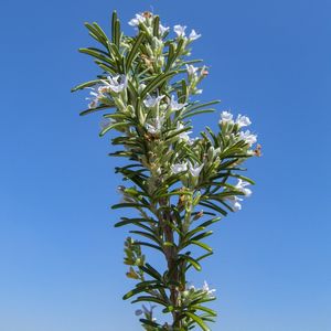 FLOR DE ALECRIM 6