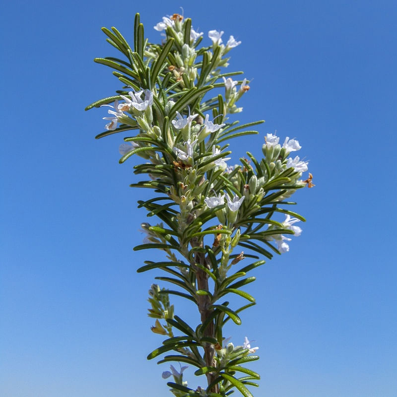 FLOR DE ALECRIM 6