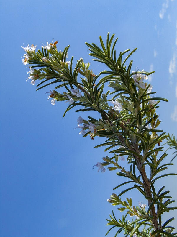 FLOR DE ALECRIM 7