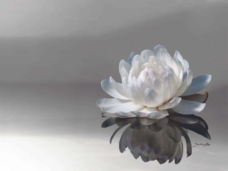 AMAZONAS FLOR