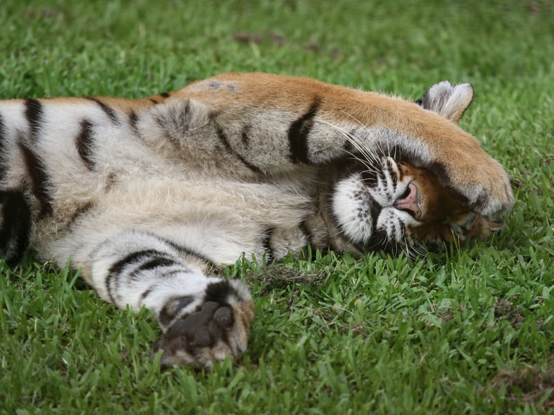 TIGRE TAPA OLHO