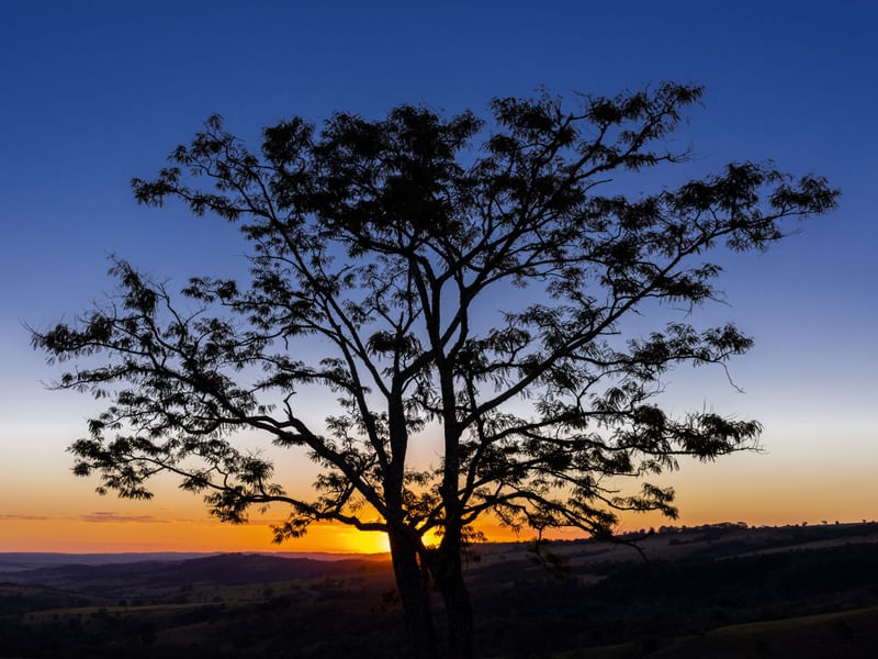 TREE AND SUNSET