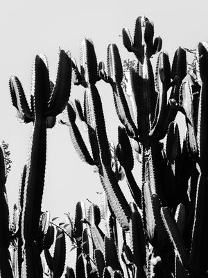 CACTUS ALTO CONTRASTE