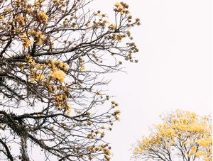 ÁRVORE IPÊ AMARELO