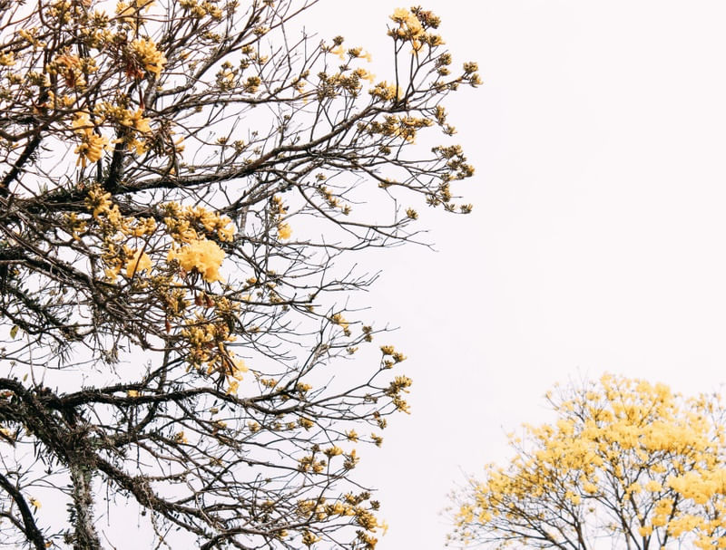 ÁRVORE IPÊ AMARELO