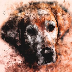 MY DOG
