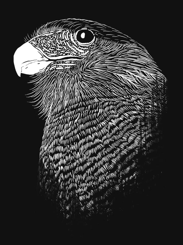 CARCARÁ - FALCÃO DO BRASIL