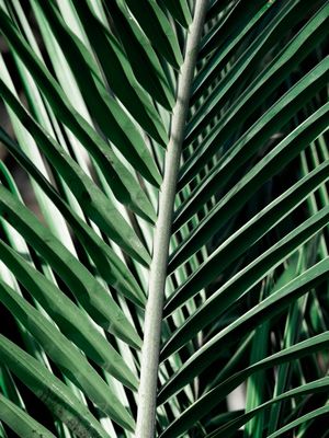 COQUEIRO VERDE ESCURO III