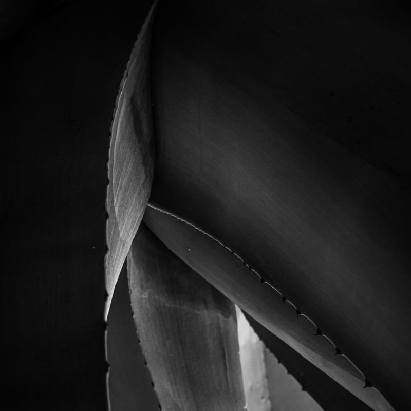 FOLHAS DE GAUDÍ II