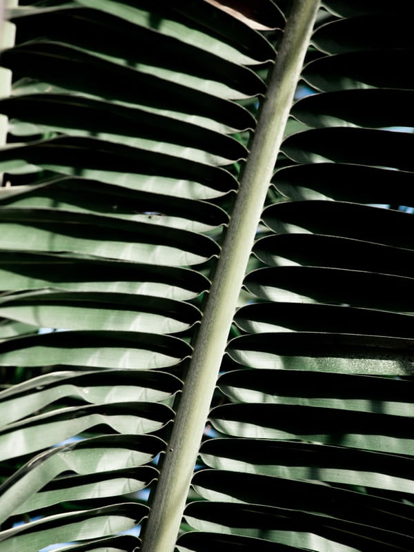 COQUEIRO VERDE ESCURO I