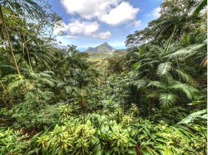FLORESTA DA TIJUCA - RIO DE JANEIRO