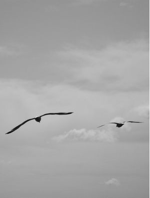 FELLOW TRAVELLERS