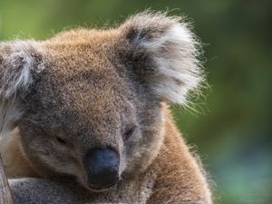 KOALA PORTRAIT