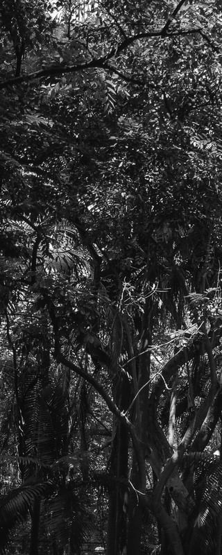 FORES TROPIC I