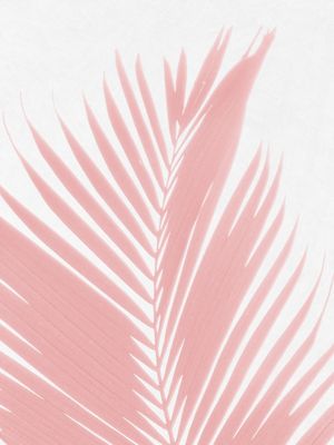 PALM LEAVES ON PINK III