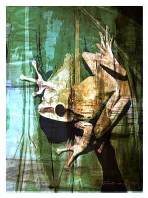 SCRAWLED FROG
