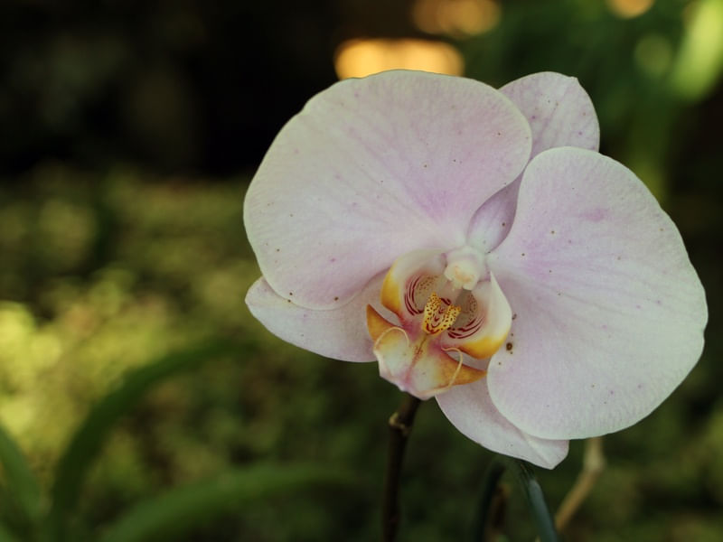 ORQUÍDEA BRANCA SIMPÁTICA