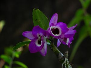 ORQUÍDEA ROXA NA NATUREZA