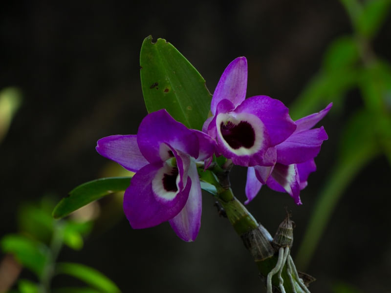 ORQUÍDEA ROXA NA NATUREZA