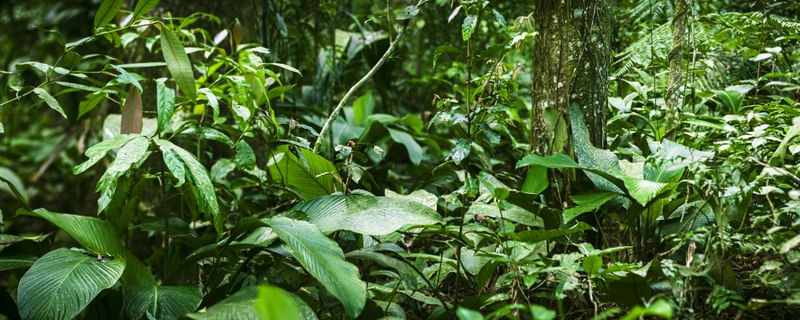INSIDE THE FOREST I