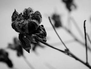 FLOR SECA