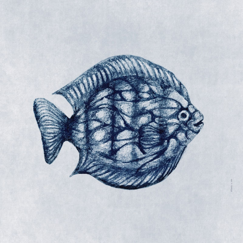 FÔLEGO N.85