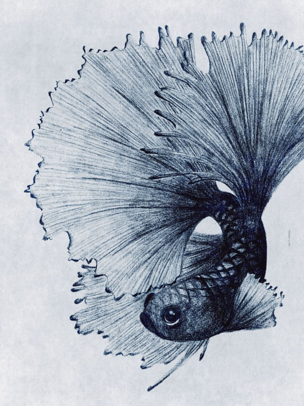 FÔLEGO N.086