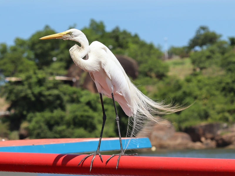 GARÇA EM BEIRA MAR