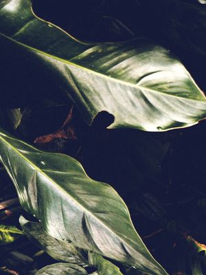 TROPICAL BRASIL | TRÍPTICO 1