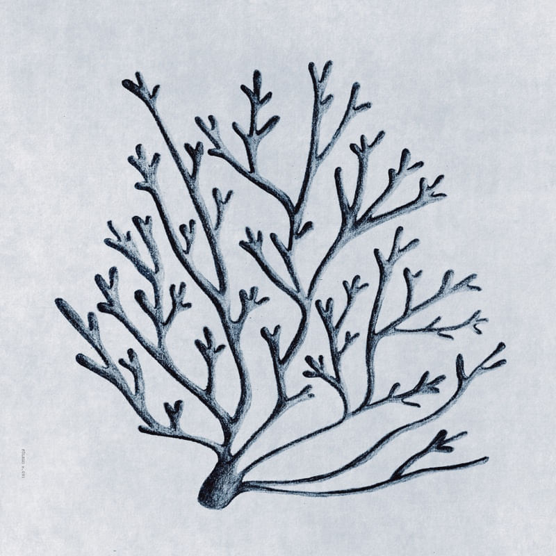 FÔLEGO N.091