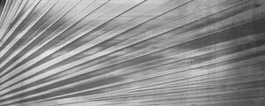 ABSTRACT NATURE LINES PB