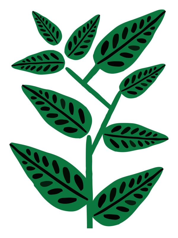 PLANTA 1