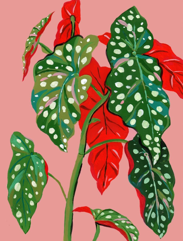 BEGÔNIA MACULATA