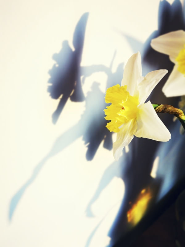 DAFFODIL