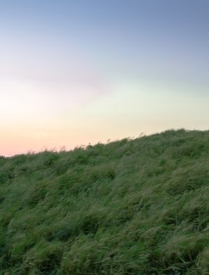 FIELDS OF GREEN