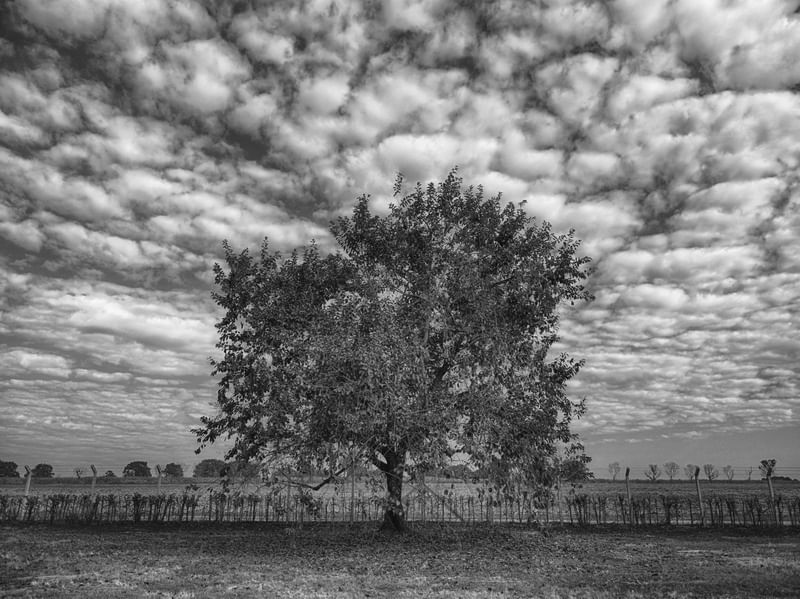 ÁRVORE NO CAMPO III