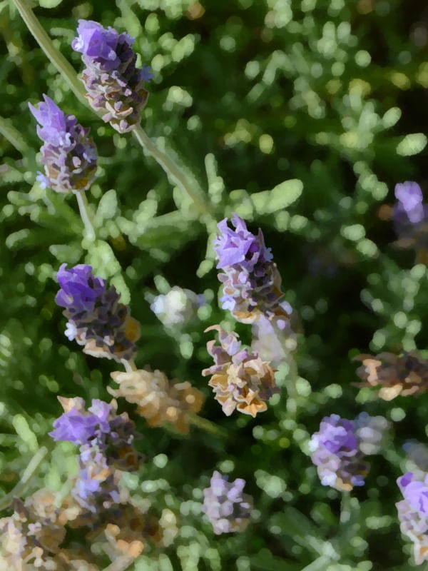 LAVANDA AQUARELA