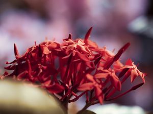 AS PLANTAS NOVAS (23)