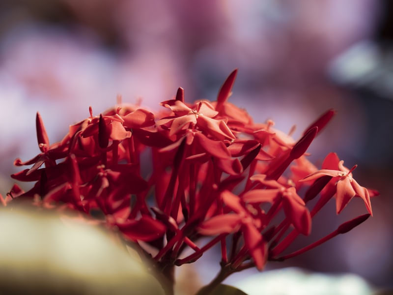 AS PLANTAS NOVAS (23)