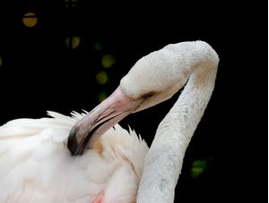 PÁSSARO FLAMINGO